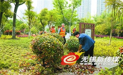 無錫濱湖志愿者共繪綠色家園 參與綠化養護，清理枯死苗木